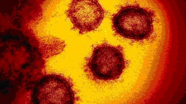 bacterias - control de plagas