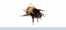 abeja_carpintera