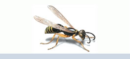 avispas