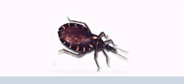 chagas