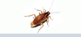 cucarachas