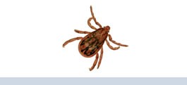 garrapatas