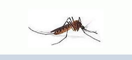 mosquitos