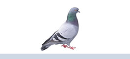 palomas